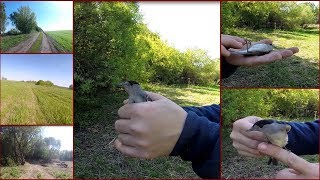 Ловля певчих птиц. Черноголовка#1