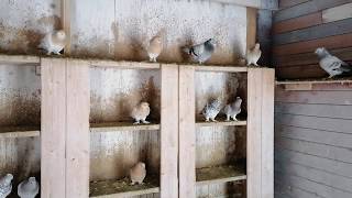 Турецкая такла,в гостях у Сергея ,часть 4 ая          #голуби# #pigeon#бойныеголуби#