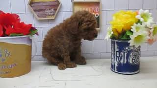 ワンラブ　ペットショップ　名古屋市　185274