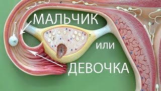 Как рассчитать пол ребенка