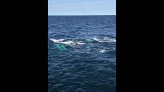 7 Seas Whale Watch