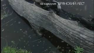 РУССКАЯ ВЫХУХОЛЬ В БРЯНСКИХ ЛЕСАХ   RUSSIAN DESMAN