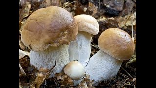 За белыми грибами. Секреты сбора грибов.