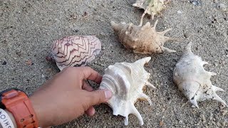 CANGKANG KERANG & SIPUT LAUT BERTEBARAN di PANTAI • Mencari Hiasan Aquarium Di Pantai Pulau Karas