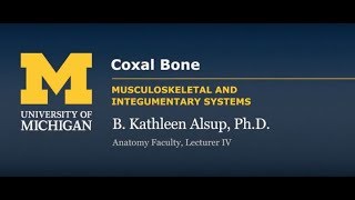Skeletal System: Coxal Bone