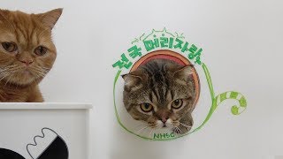 최고의 큰 머리 고양이는? 전국머리자랑