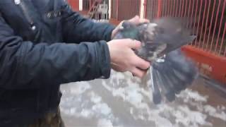 Кировоградские голуби г.Нововоронеж
