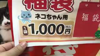 【2019年】1000円の猫福袋をお披露目会