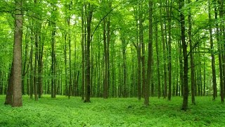 Приметы ориентирования в лесу
