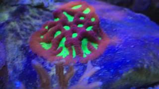 CORAL WARS: Attack of the Lobophyllia! MUST WATCH!!