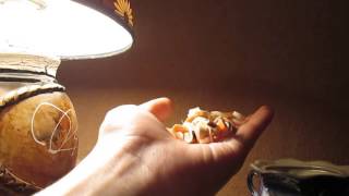 АСМР/ASMR старые браслеты, шепот, постукивание