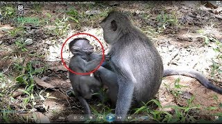 Very bad mother monkey, Why she do like this on baby monkey