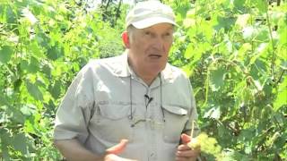 О выращивании винограда