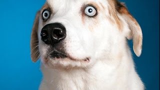 Iranian Cleric: 60% Of U.S. Women Want Dog Sex