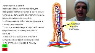 Всасывание жиров в кишечнике