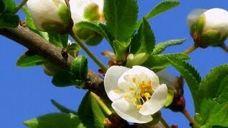 СКАЧАТЬ ФУТАЖИ Плодовые деревья Слива в цвету