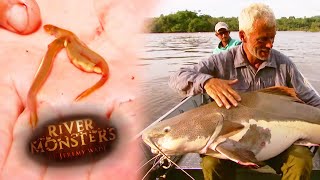 Catching The Redtail Catfish - River Monsters