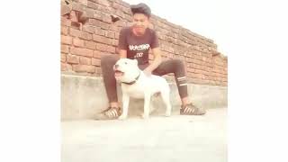 Pitbull l best l Gard l dog in Punjab l latest video 2019