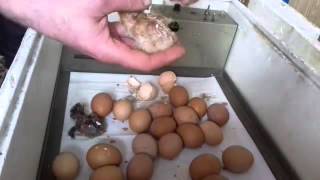 Закладка куриных яиц в инкубатор и вывод цыплят