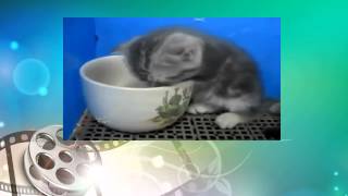 Котэ отжигает. Котенок засыпает прямо в миске. Funny animals