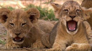 Cute Lion Cubs Only 6 Weeks Old! | This Wild Life | BBC Earth
