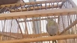 Canário da terra Filhotão com 3 meses!