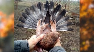 Николаевские голуби. Мраморные. Часть 2