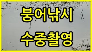 자연지 물속 훔쳐보기 - 붕어낚시 수중 촬영