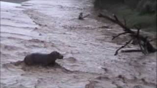 Hippo crossing raging river at Buffalo Springs in Samburu