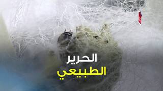 الحرير الطبيعي