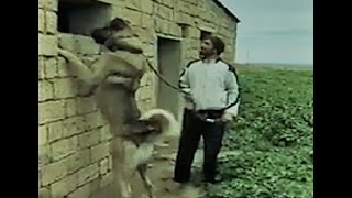 Kangal Dog - The Power House!!!