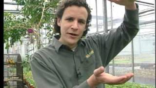 Growing Tomatoes