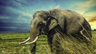 ♥► 6 Beautiful Elephant Wallpaper Images / Best Free Elephant Screensaver Pictures ◄♥
