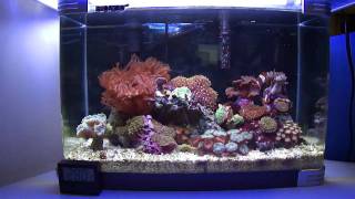 Office Pico Reef (2 gallon)