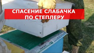 ЧТО ДЕЛАТЬ? ЕСЛИ ВЕСНОЙ 3 УЛОЧКИ ПЧЕЛ /канадский метод Степлера