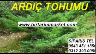 yatık ardıç tohumu satış,yayılıcı ardıç tohumu satışı,sabin ardıcı tohumu fiyatları,Yayılıcı ardıç t