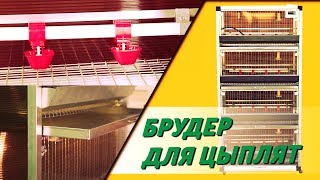 БРУДЕР ДЛЯ ЦЫПЛЯТ с терморегулятором. Сколько стоит сделать такой своими руками?