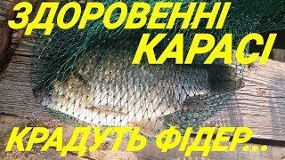 Карасі крадуть фідер! Фідерна рибалка на Тернопільському ставі. 2018.