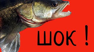 Невероятно бюджетная снасть 2020 года!