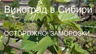 Виноград: заморозки