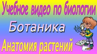 Анатомия растений. Строение растительной клетки. Ботаника