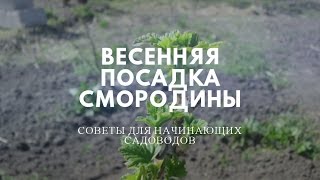 Весенняя посадка смородины.  Свежие яйца как удобрение.
