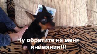 Той терьер. Мы воем, если играют не с нами!!!