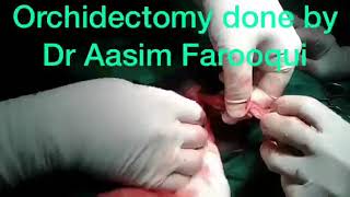 Testis Operation
