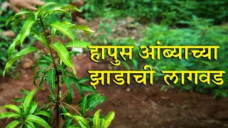 स्वर्ग सुंदर कोकण | How to plantation Mango trees by Mohan Monde | हाफुस आंब्याच्या झाडाची लागवड