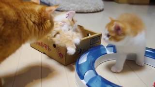 Рыжие котята играют с мамой! Милашки! | Red kitten playing with mom! Cutie!