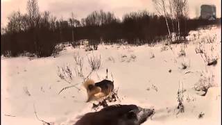 ОХОТА на кабана Зимняя охота  Wild Boar HUNTING