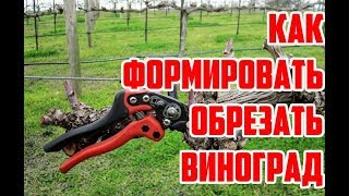Обрезка и  формирование виноград / Как обрезать виноград осенью / Обрезаем виноград правильно
