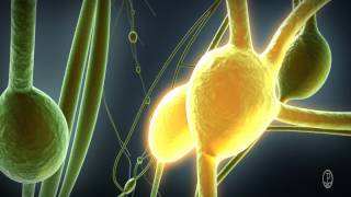 Lymphdiaral