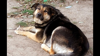 Стерилизация собаки. Клиника "Айболит" Sterilization of dogs. The clinic "Oh How It Hurts"